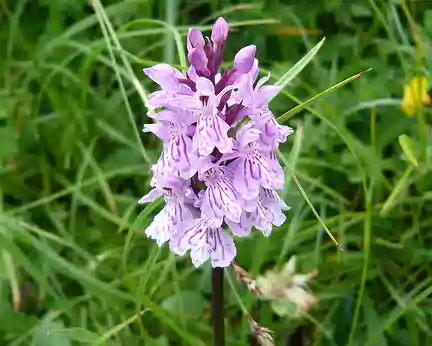 PXL006 Orchis